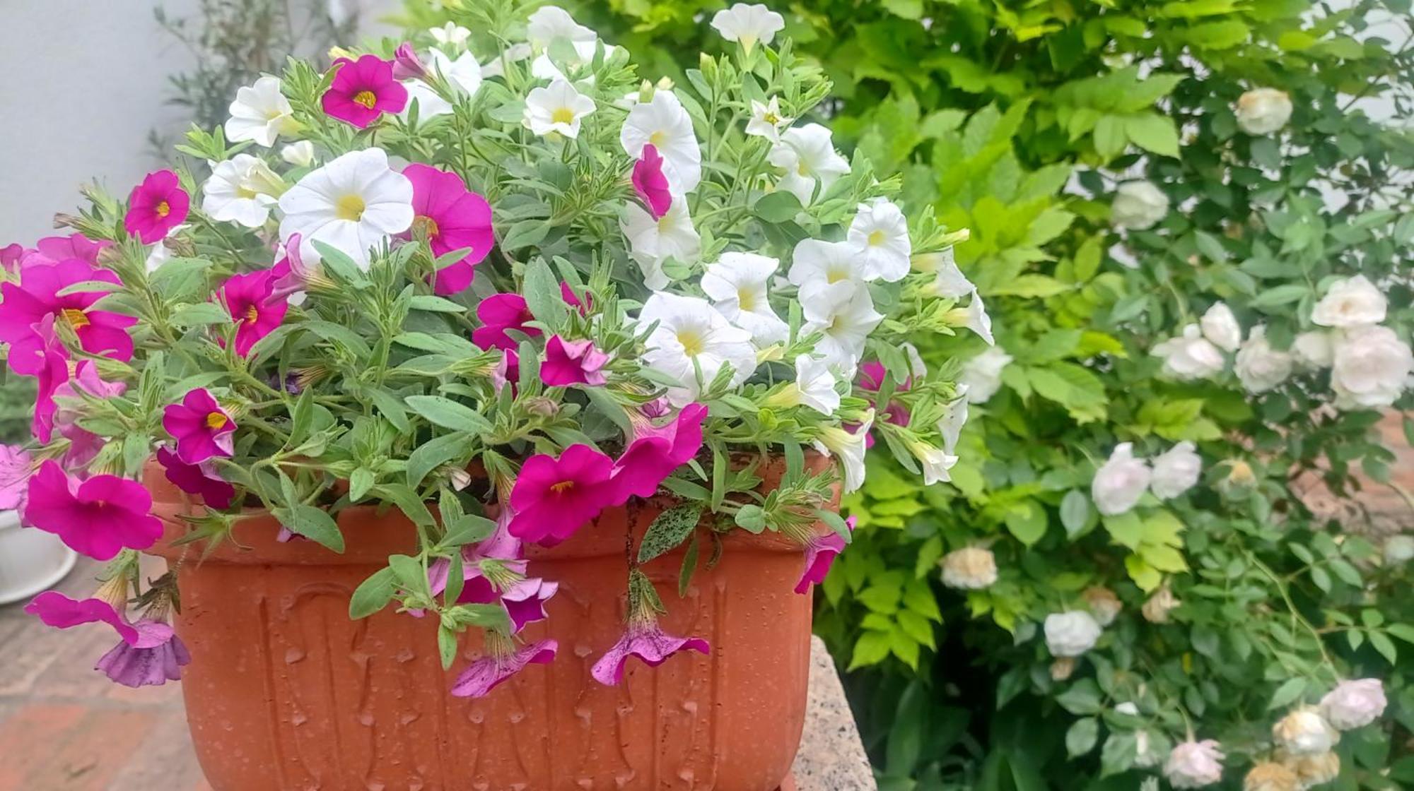 Belgrade Apartment Happy Garden Kültér fotó